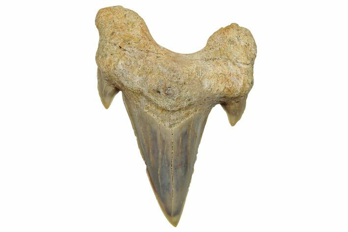 Fossil Shark Tooth (Otodus) - Morocco #248040